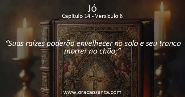 Jó 14:8