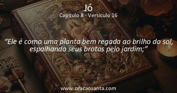 Jó 8:16